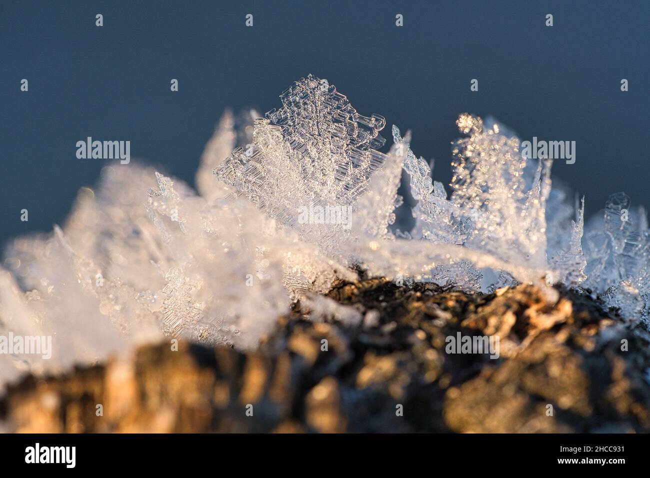 Cristalli di ghiaccio che si sono formati su un tronco di albero e sono cresciuti in altezza. Scatto invernale da Brandeburgo Foto Stock