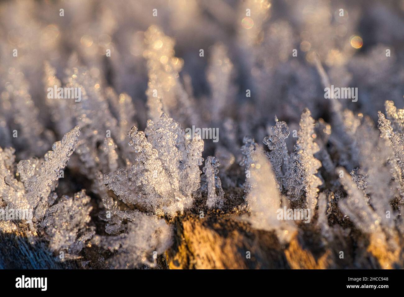 Cristalli di ghiaccio che si sono formati su un tronco di albero e sono cresciuti in altezza. Scatto invernale da Brandeburgo Foto Stock