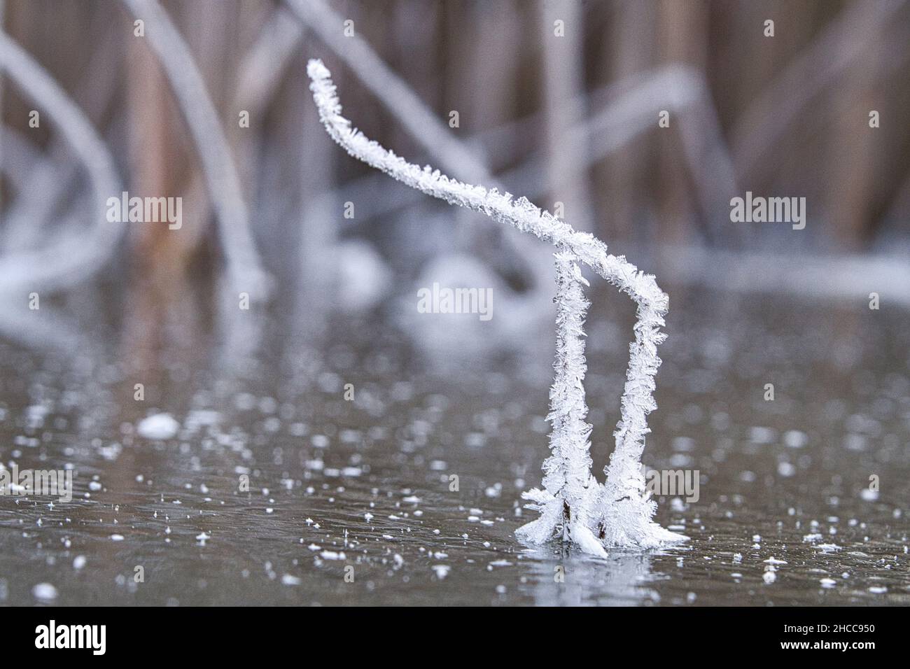 Cristalli di ghiaccio che si sono formati su uno stelo di canna. Il fusto di canna sporge dal lago ghiacciato. Scatto invernale da Brandeburgo Foto Stock