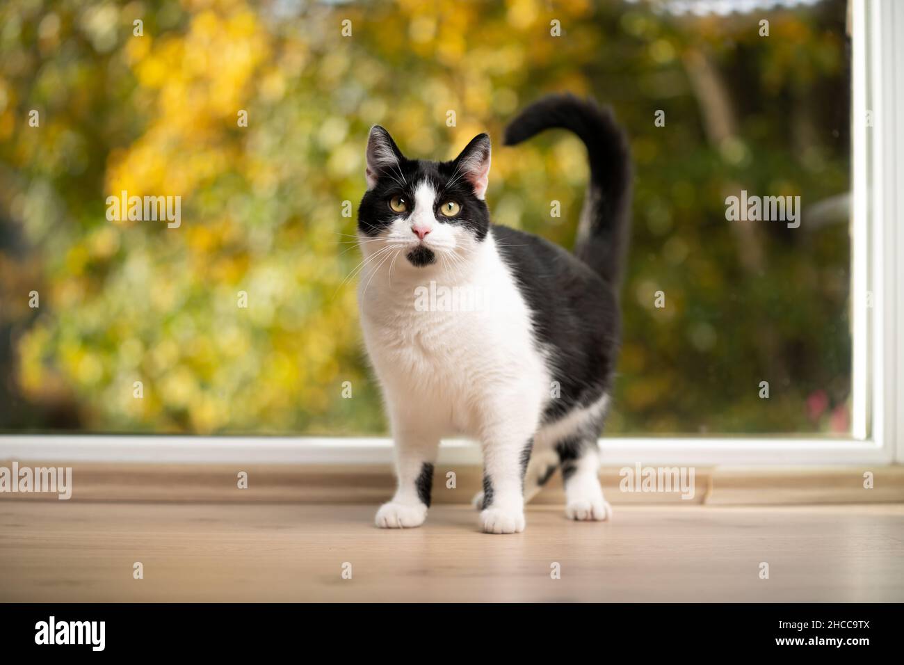 gatto bianco e nero in piedi sul pavimento guardando la fotocamera di fronte alla finestra Foto Stock