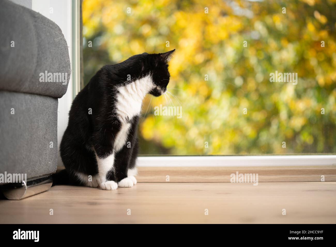 gatto bianco e nero seduto sul pavimento guardando fuori dalla finestra in autunno Foto Stock