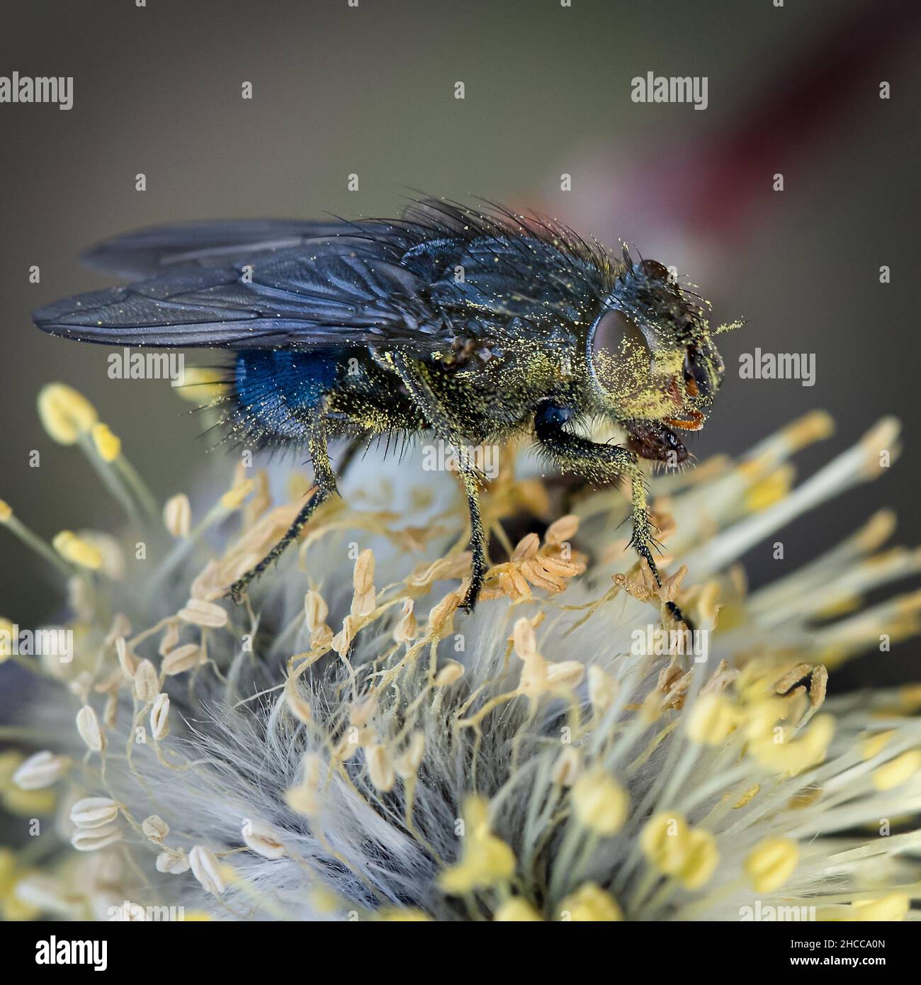 Fuoco selettivo sparato di un mosca comune in piedi sul fiore Foto Stock