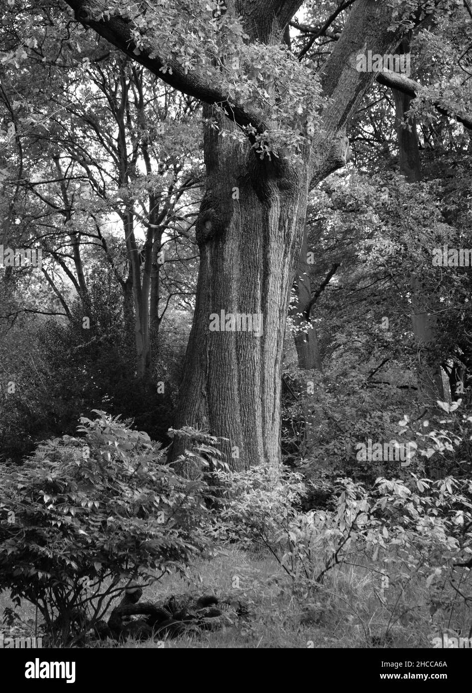 Studio in bianco e nero della texture su albero di quercia Foto Stock