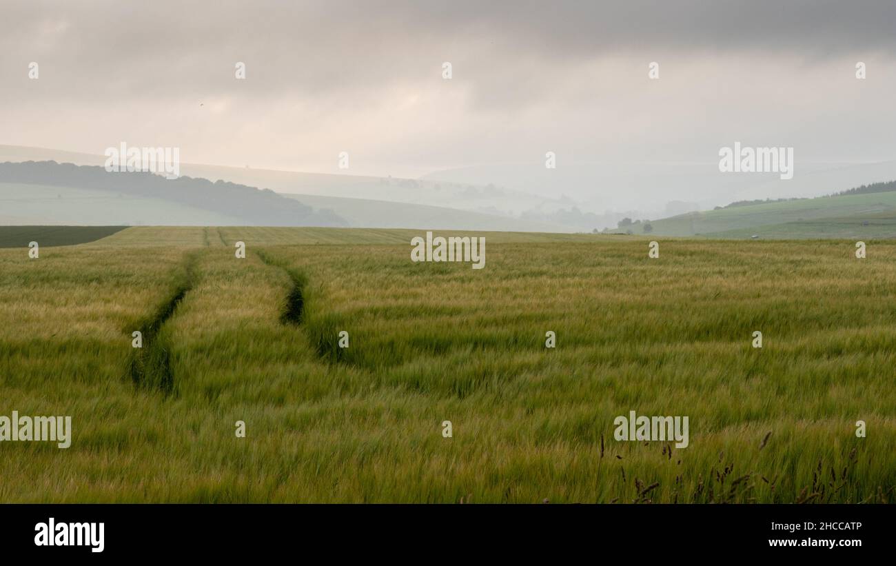 I campi di colture e pascoli coprono il paesaggio ondulato delle West Wiltshire Downs dell'Inghilterra. Foto Stock