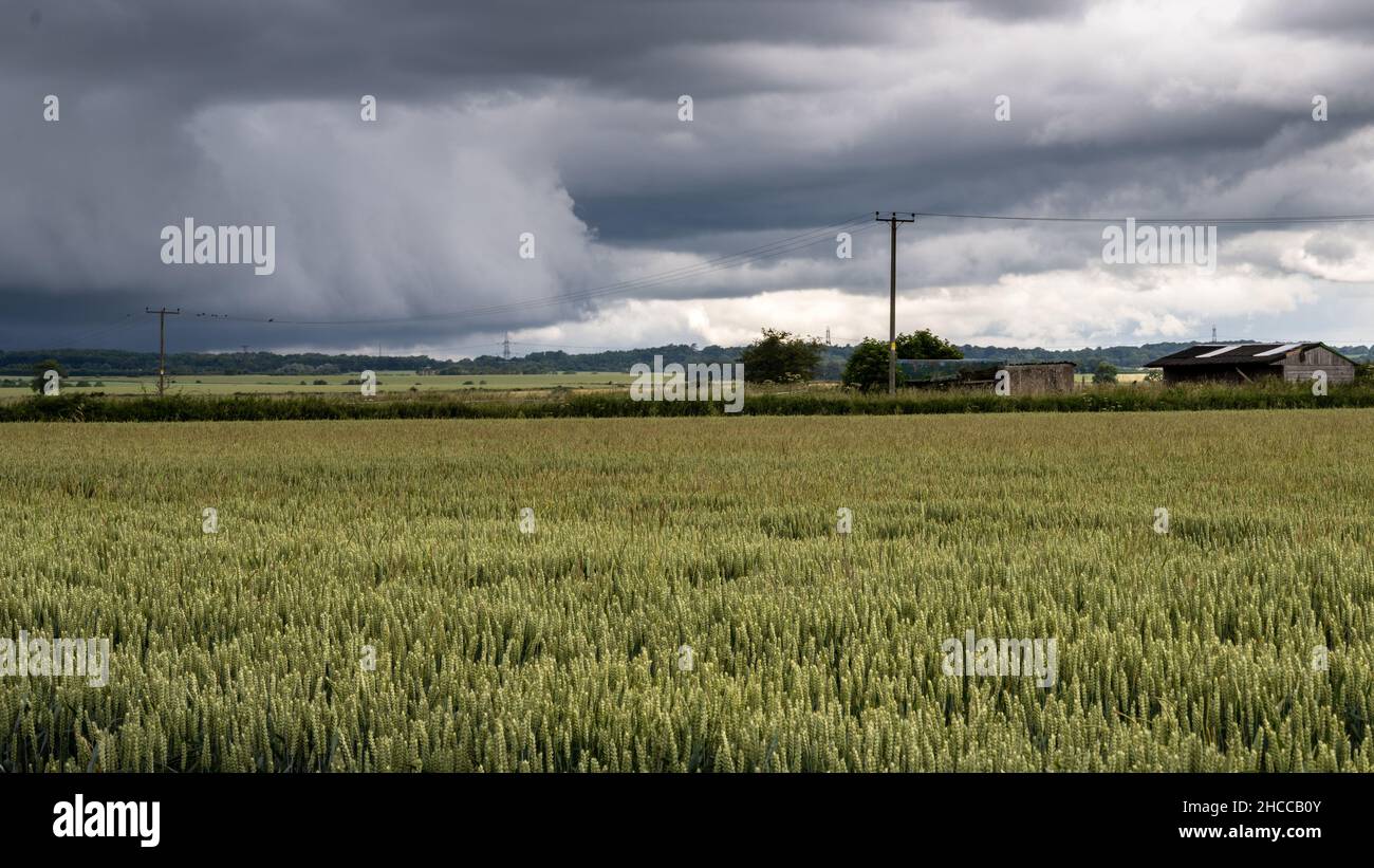 Le nubi di pioggia passano sopra i campi di grano e pascolo a Marshfield nel Gloucestershire del sud. Foto Stock