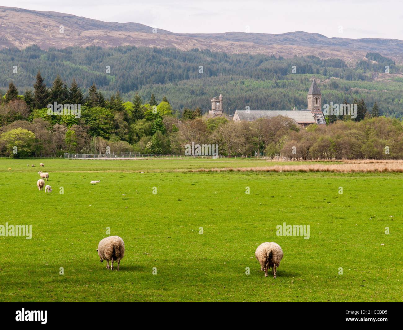 Le pecore pascolo sul pascolo nella valle di Great Glen, con l'Abbazia di Fort Augustus che sorge tra gli alberi dietro. Foto Stock