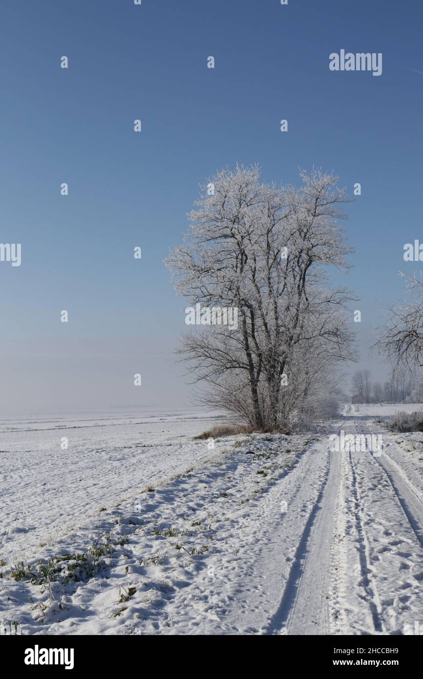 Paesaggi invernali polacchi nella zona cuscinetto della neve Foto Stock