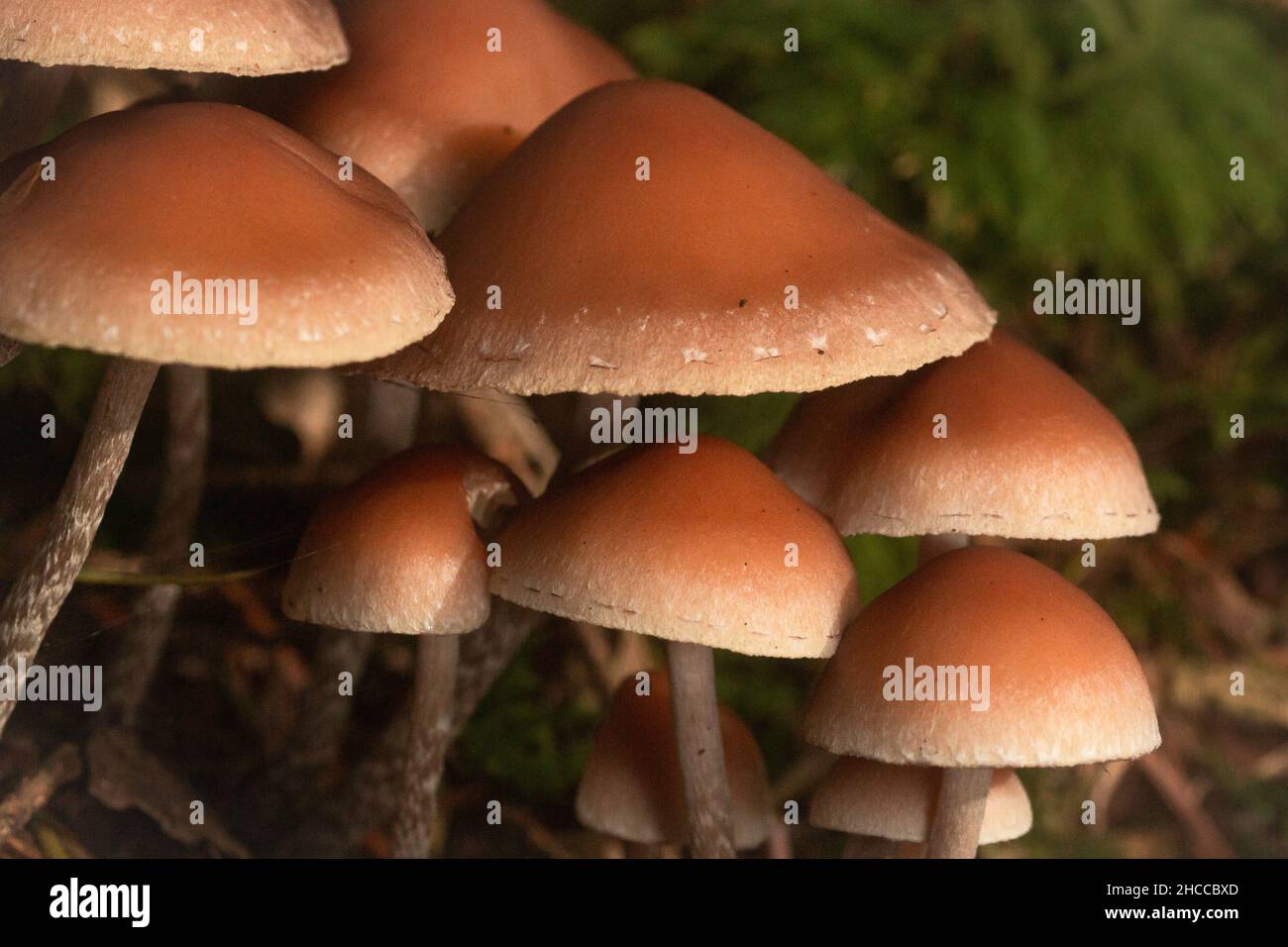 Sotto gli alberi questo gruppo di funghi crescono insieme in Somerset Foto Stock