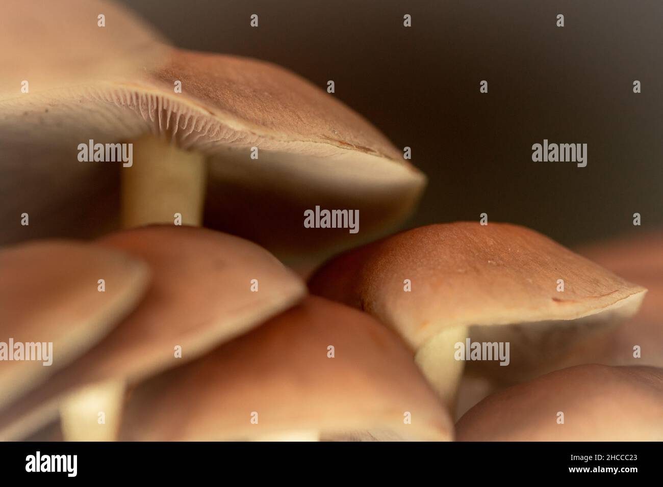 Un cluster nel legno Foto Stock