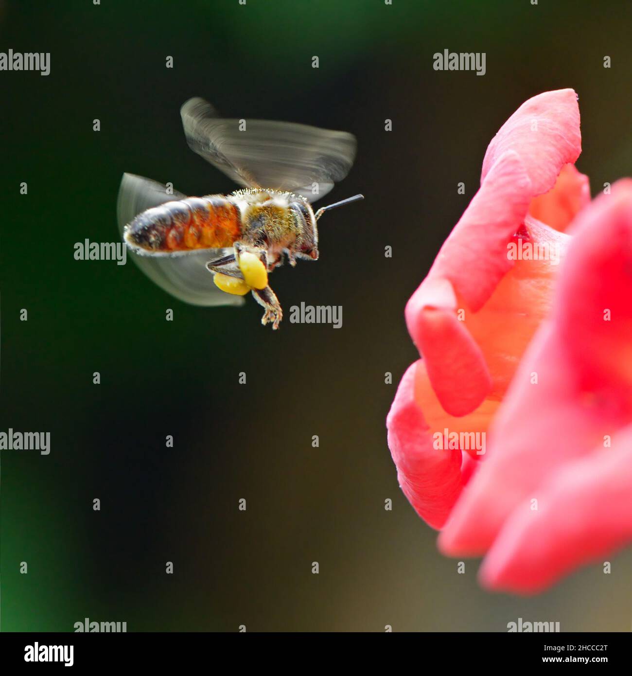 Il miele delle api raccoglie il nettare dei fiori Foto Stock