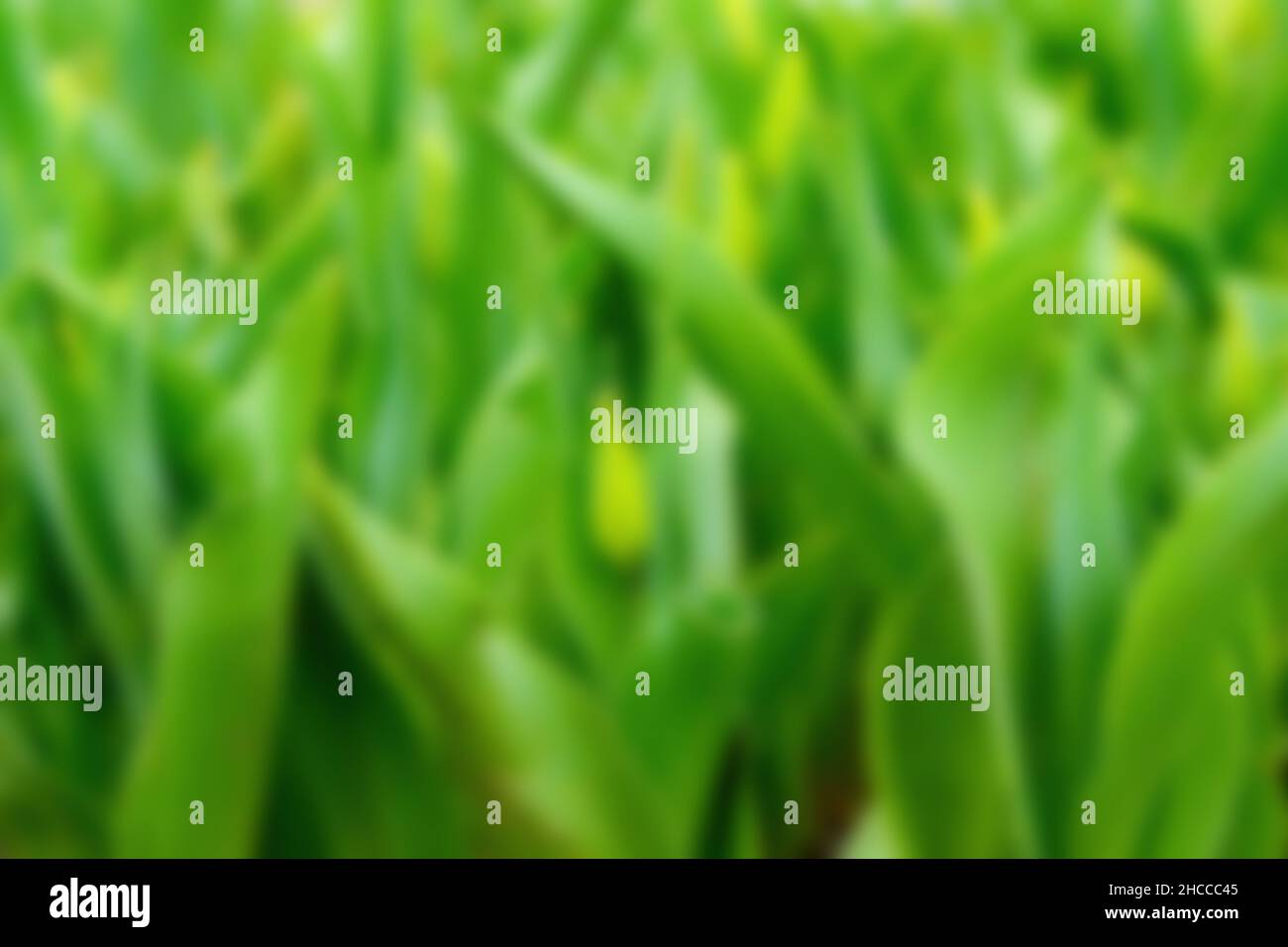 Sfondo sfocato di erba verde crescente. Vista macro molto ravvicinata dal lato. Foto Stock