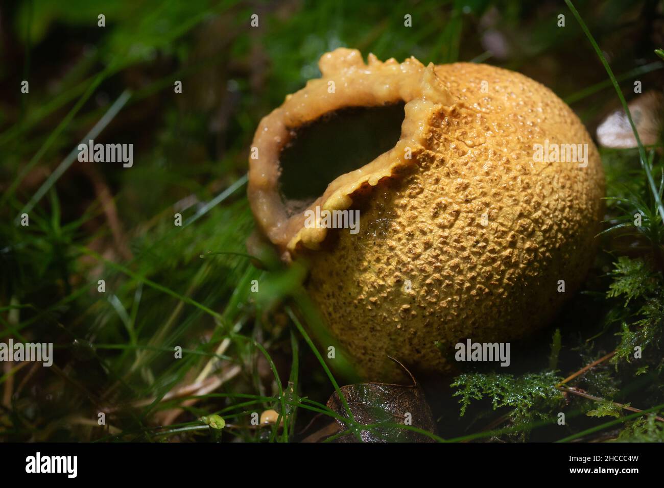 Il fungo comune aperto recentemente spaccato della sfera di terra (scleroderma citrinum) siede sotto gli alberi a Hodders Coombe nel Somerset occidentale Foto Stock