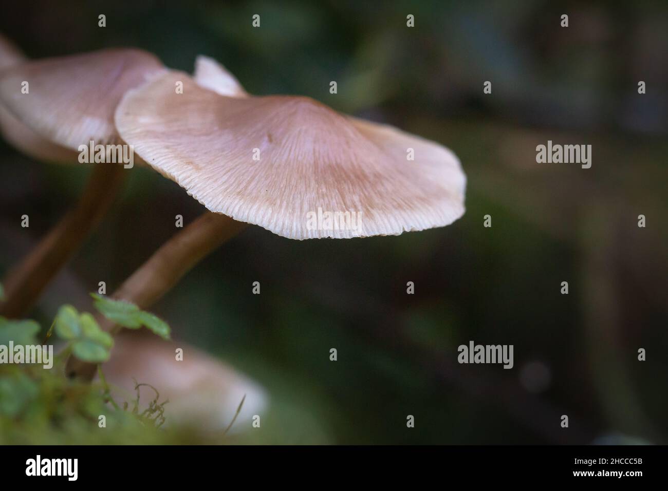 In un gruppo Foto Stock
