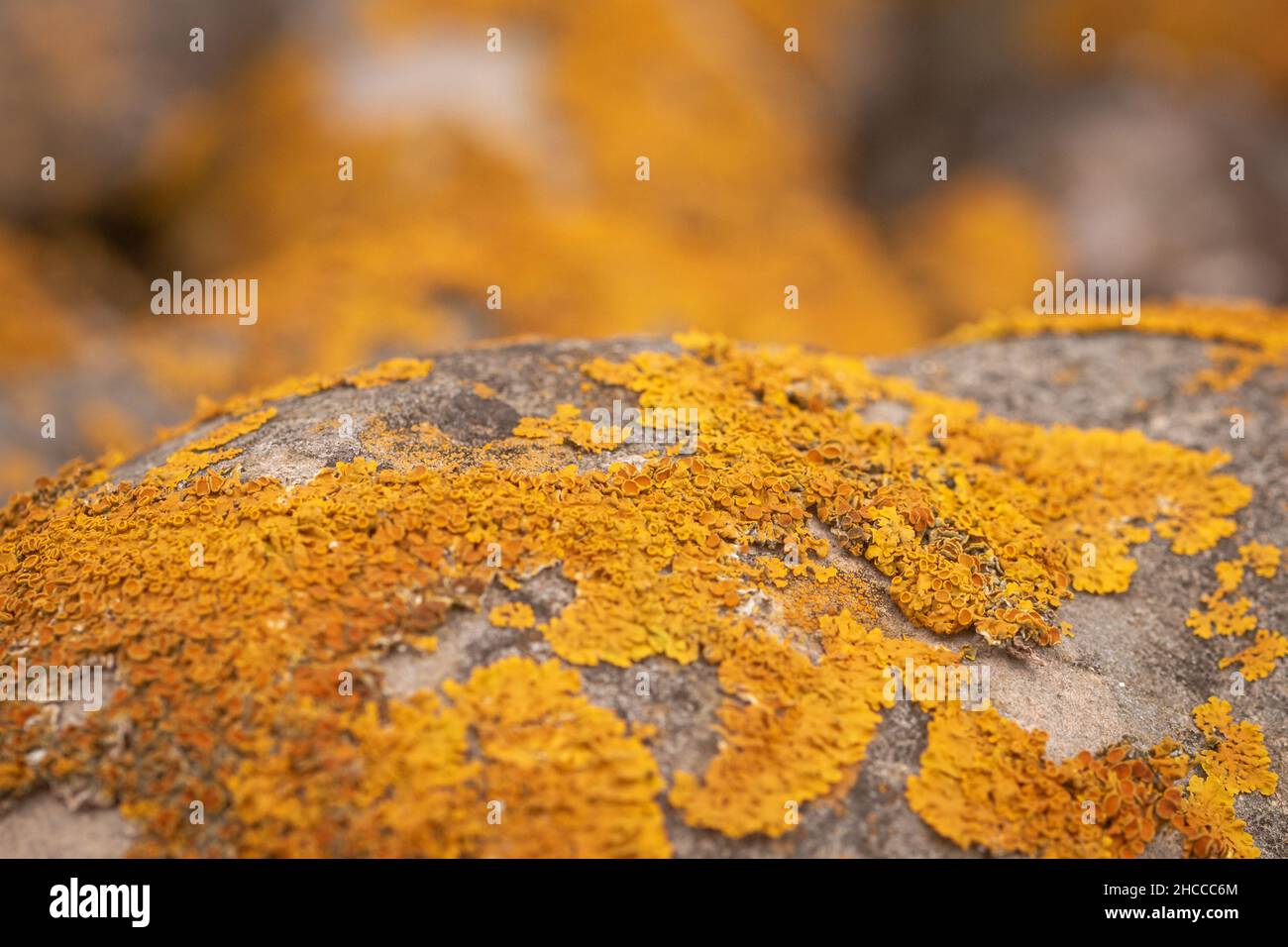 Il Lichen sulle rocce Foto Stock
