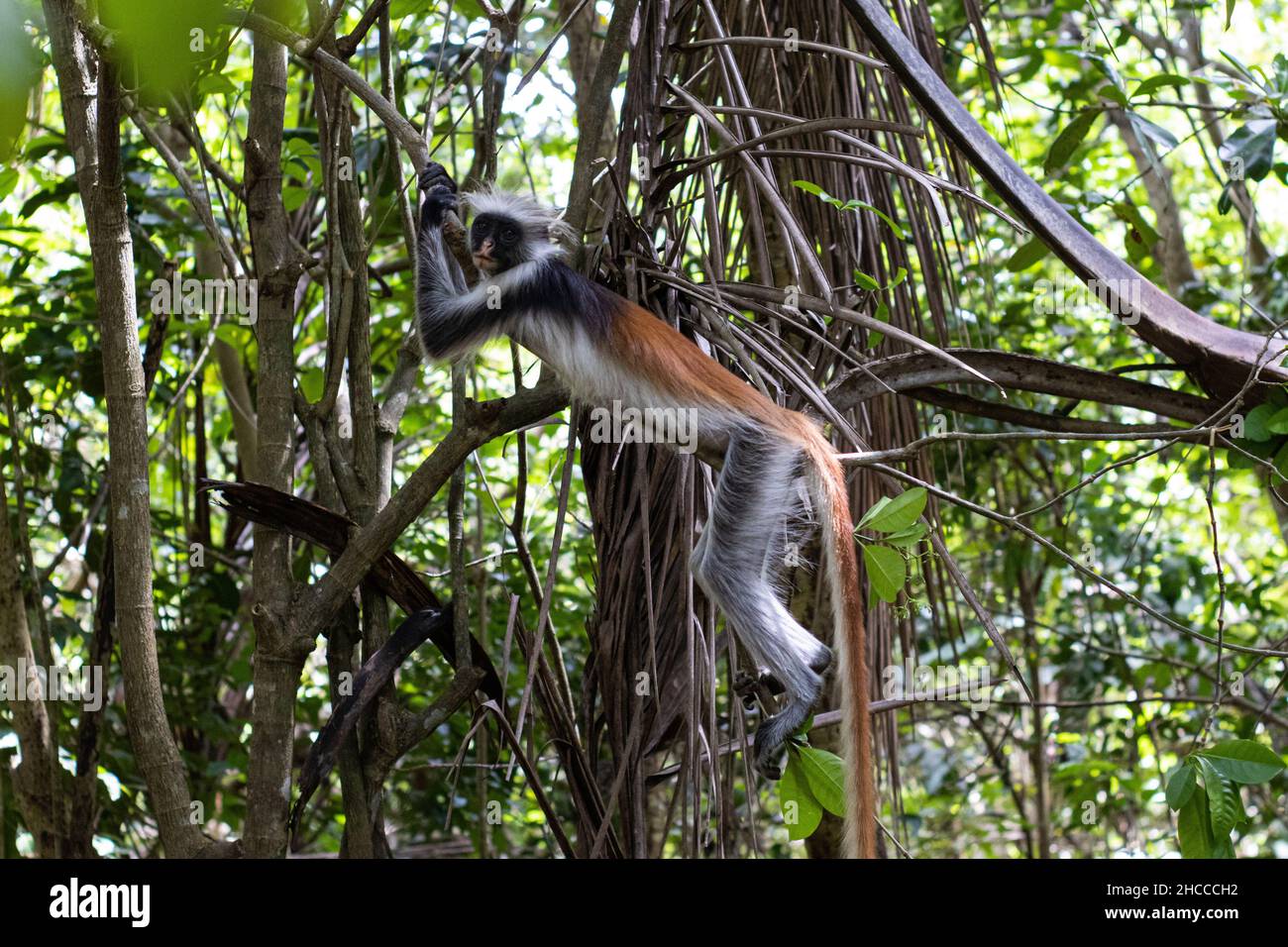 Colobus rosso nella foresta di Jozani, Zanzibar, Tanzania Foto Stock