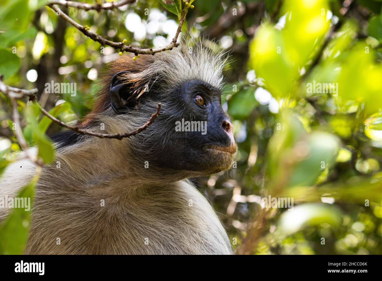 Colobus rosso nella foresta di Jozani, Zanzibar, Tanzania Foto Stock