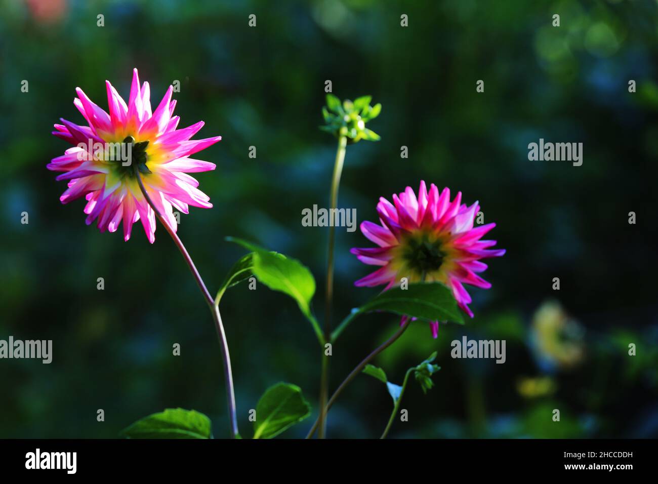 Meran, die Gärten von Schloss Trauttmansdorff eröffnen exotische Gartenlandschaften, mit blühenden Blumen Südtirol, Dolomiten, Italien Foto Stock