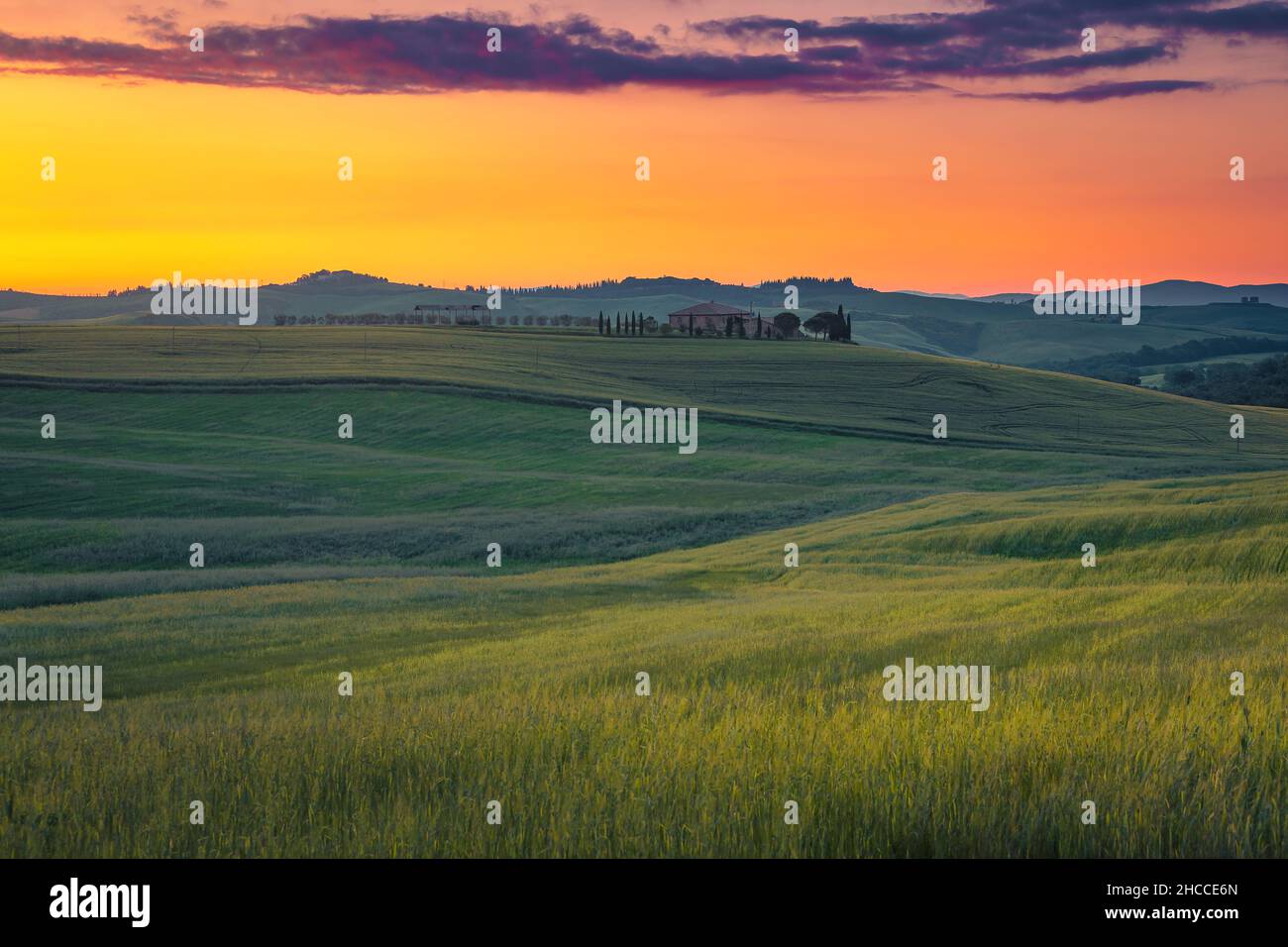 Paesaggio di campagna pittoresco e tranquillo con campi di grano sulle colline al tramonto, Toscana, Italia, Europa Foto Stock