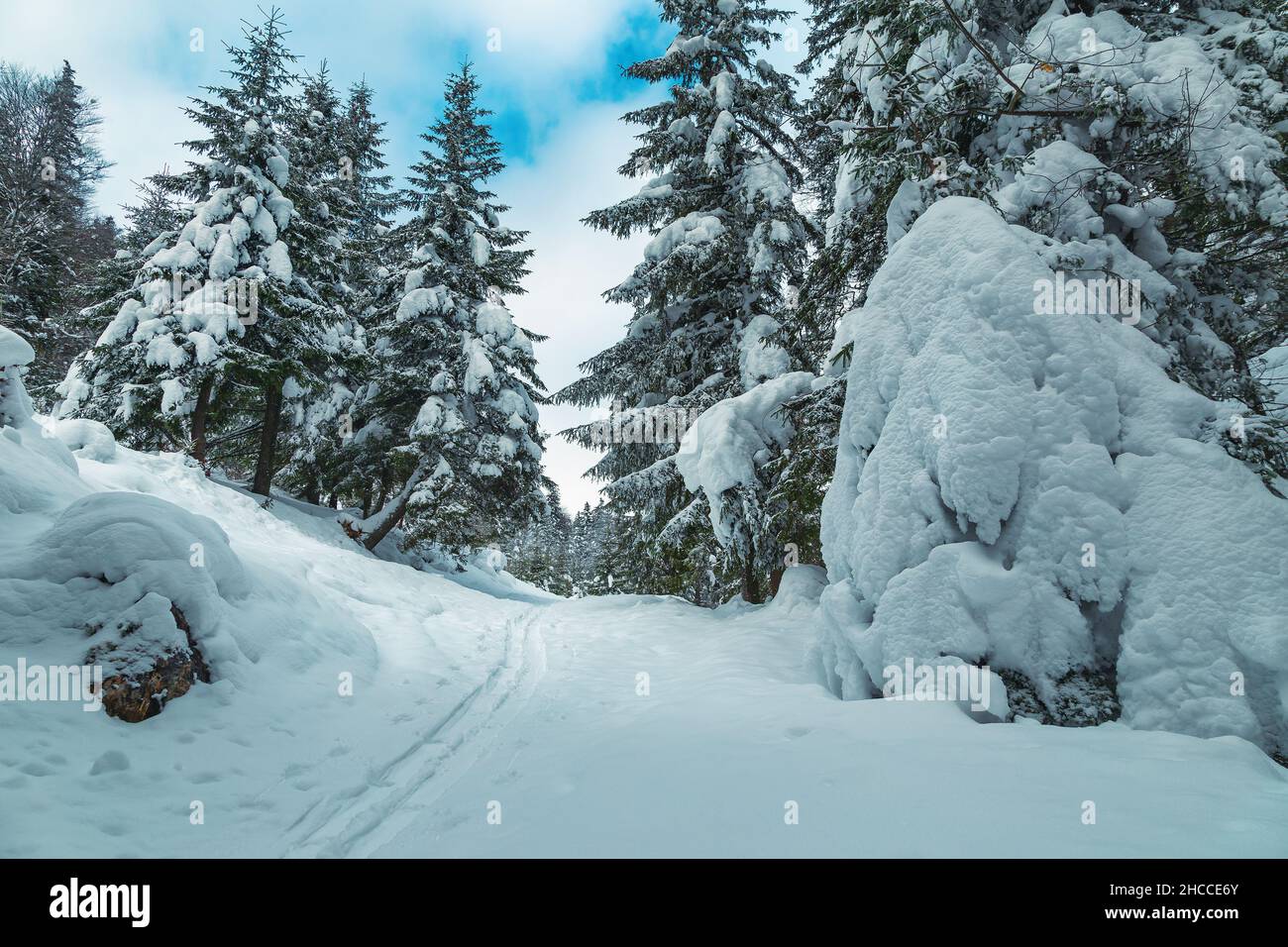 Tranquillo paesaggio invernale ghiacciato e pineta con alberi innevati nella natura selvaggia, Carpazi, Romania, Europa Foto Stock