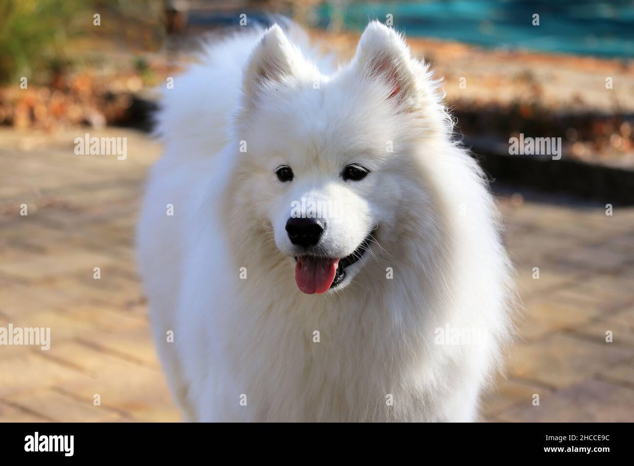 Samoiedo femmina Foto Stock
