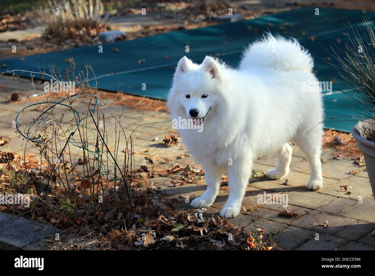 Samoiedo femmina Foto Stock