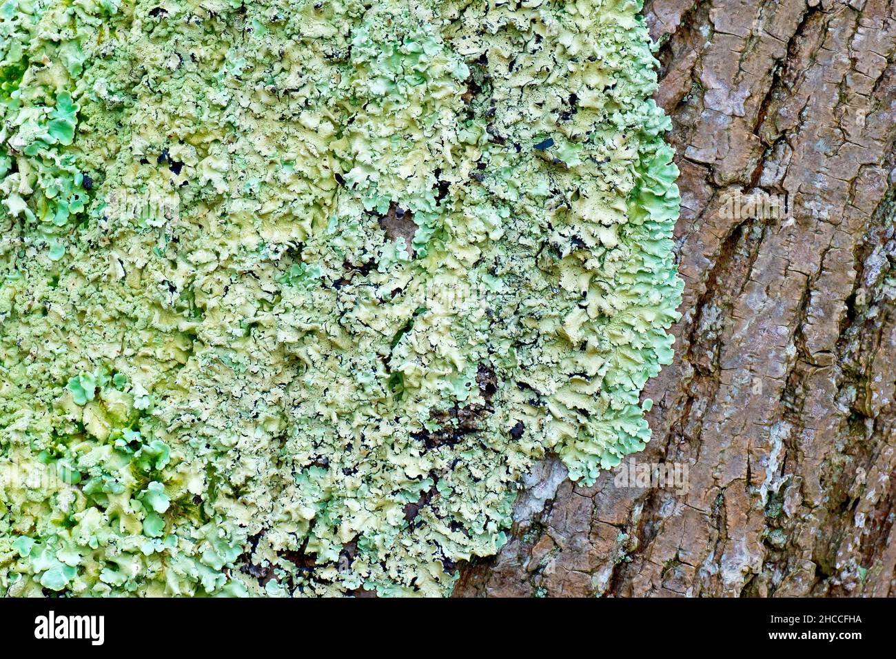 Lichen, molto probabilmente comune Greenshield Lichen (flavoparmelia caperata), primo piano di una grande placca che cresce attraverso il tronco di un albero di cenere matura. Foto Stock