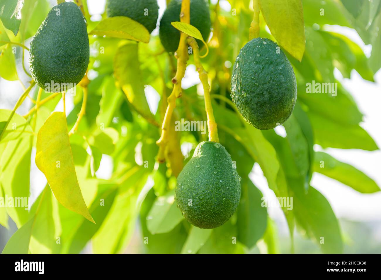 I frutti freschi di avocado crescono su un albero nella fattoria di avocado Foto Stock