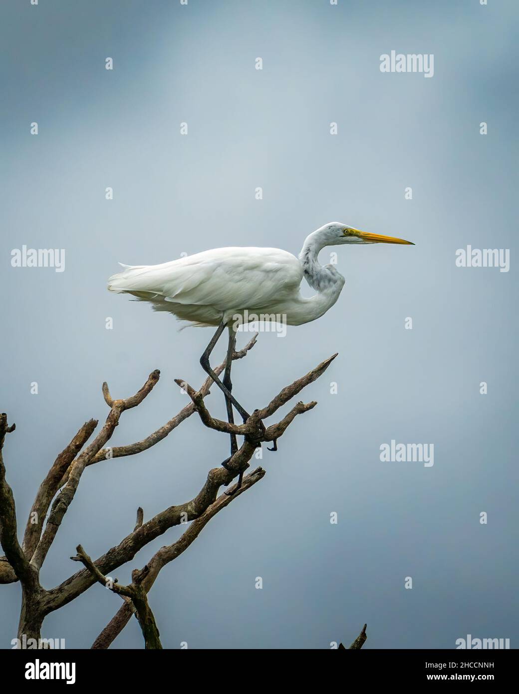 Primo piano di una gru su un ramo Foto Stock