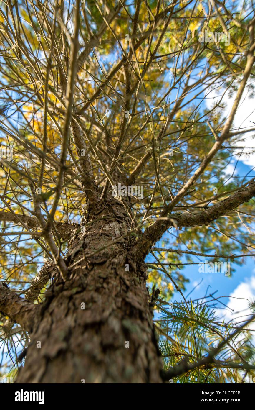 I rami di un albero di Natale che si estende dal tronco Foto Stock