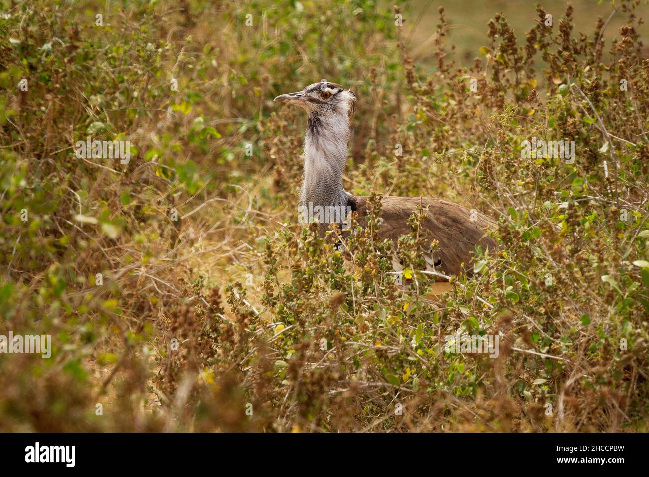 Kori Bustard - Ardeotis kori il più grande uccello volante nativo dell'Africa, ordine Otidiformes, grande uccello che cammina grigio marrone terra-dimora uccello, trovato attraverso Foto Stock