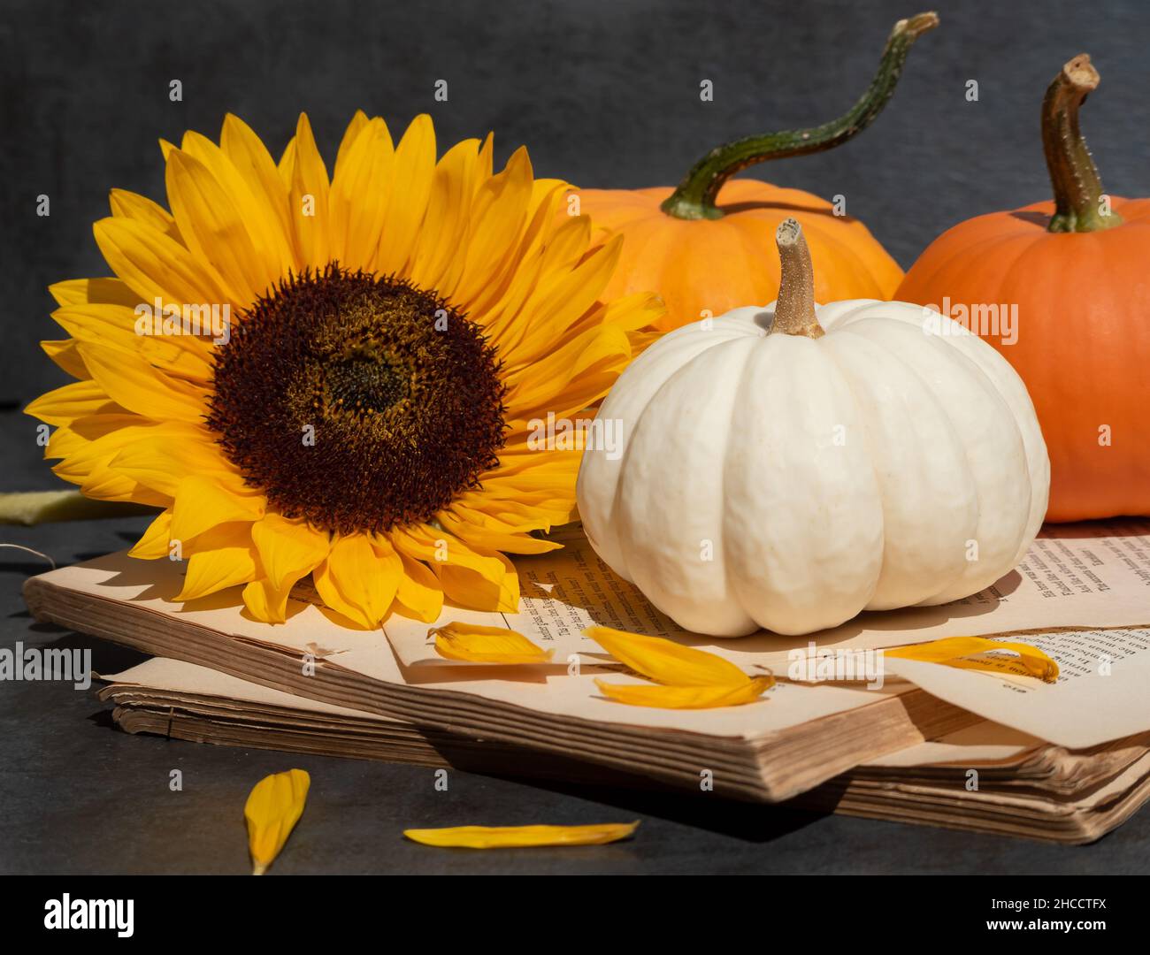 Primo piano di zucche, girasole e un vecchio libro. Foto Stock