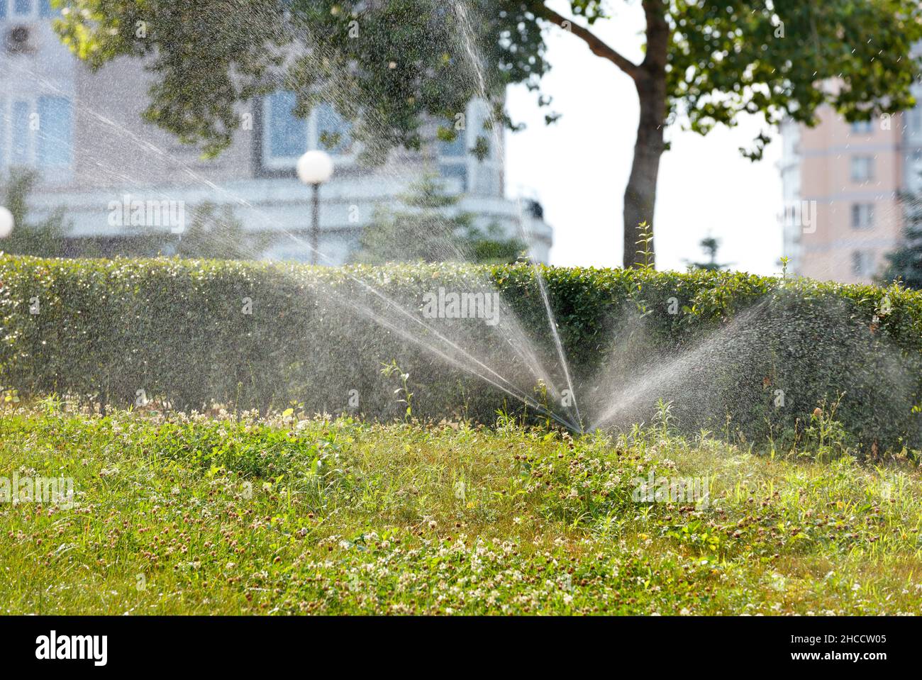 Un sistema di irrigazione automatica irriga il prato verde nel giardino del parco cittadino. Foto Stock