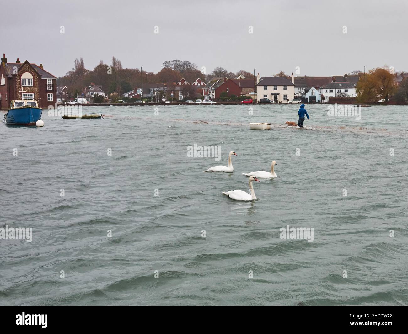 Uomo che cammina il suo cane utilizzando un sentiero allagato con cigni che guardano e barche ormeggiate vicino al sentiero. L'alta marea e la bassa pressione hanno inondato il percorso Foto Stock