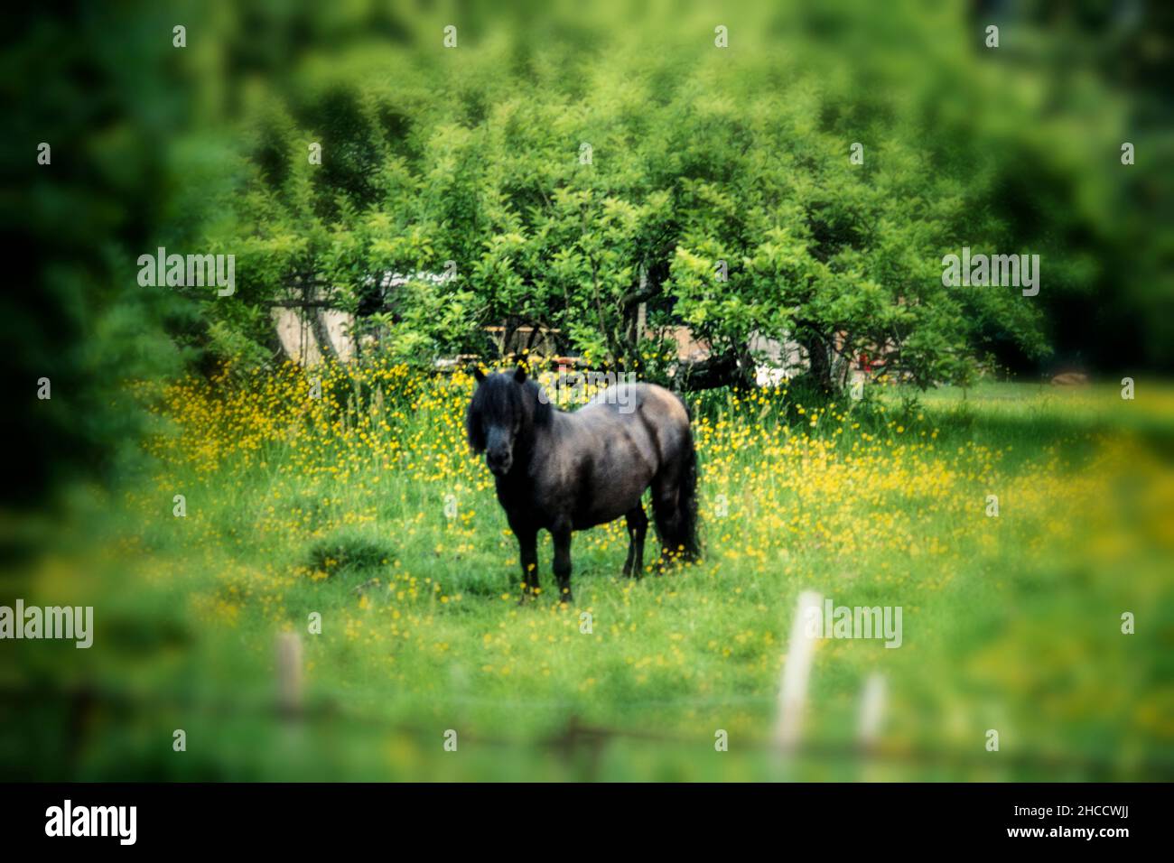 Piccolo pony nero in campo aperto con un grado di romantica messa a fuoco morbida Foto Stock