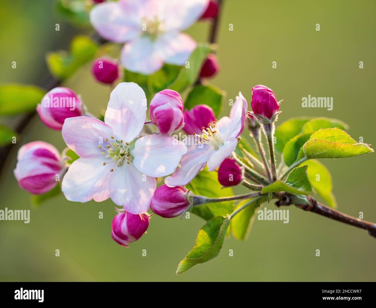 Immagine orizzontale con fiore aperto ed altre chiuse di colore rosso, sul ramo dell'albero Foto Stock