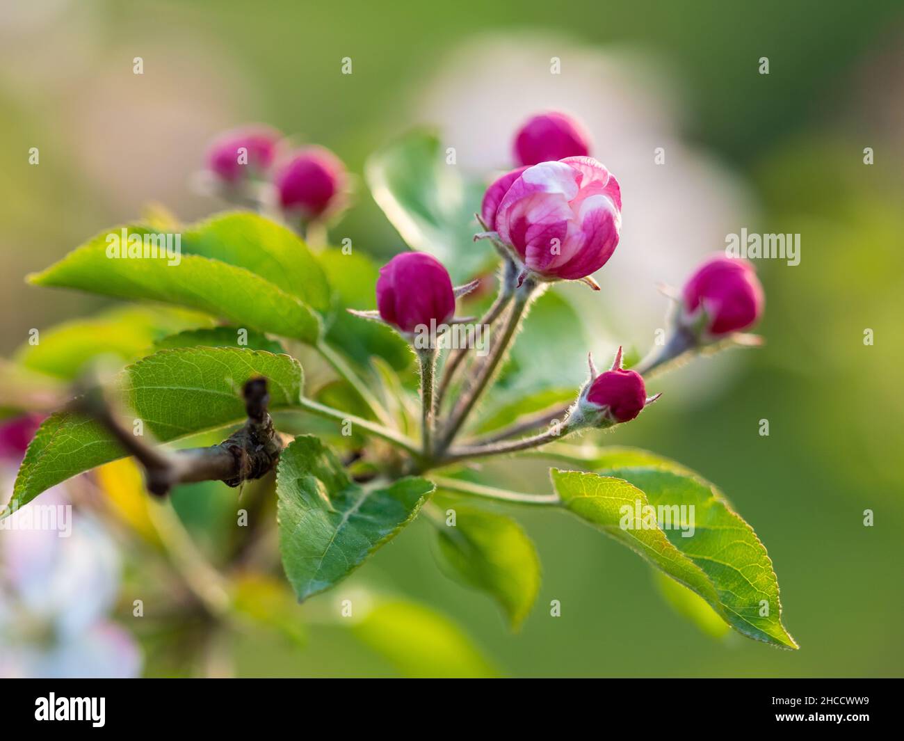 Immagine orizzontale con fiori rossi chiusi sul ramo dell'albero Foto Stock