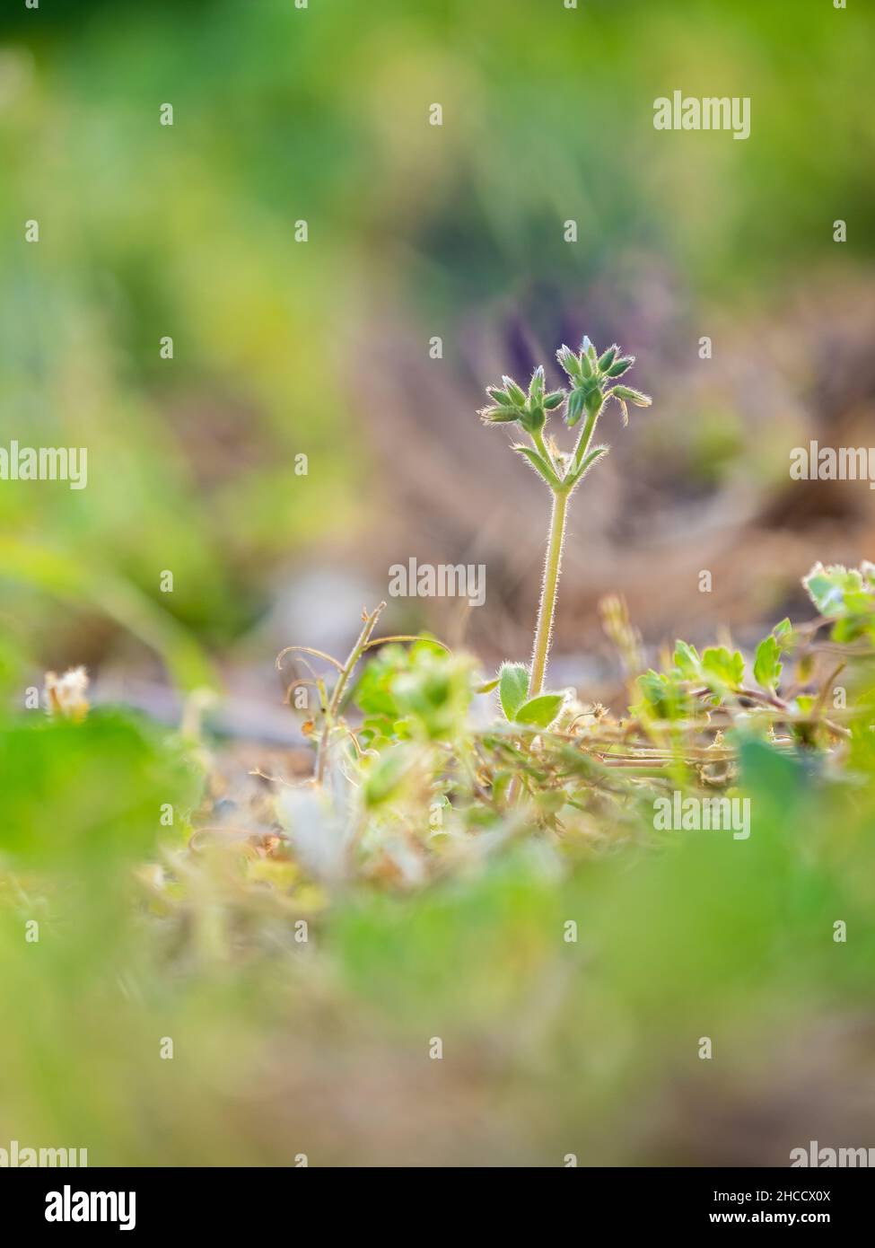 Immagine verticale dettagliata di una pianta sul terreno Foto Stock
