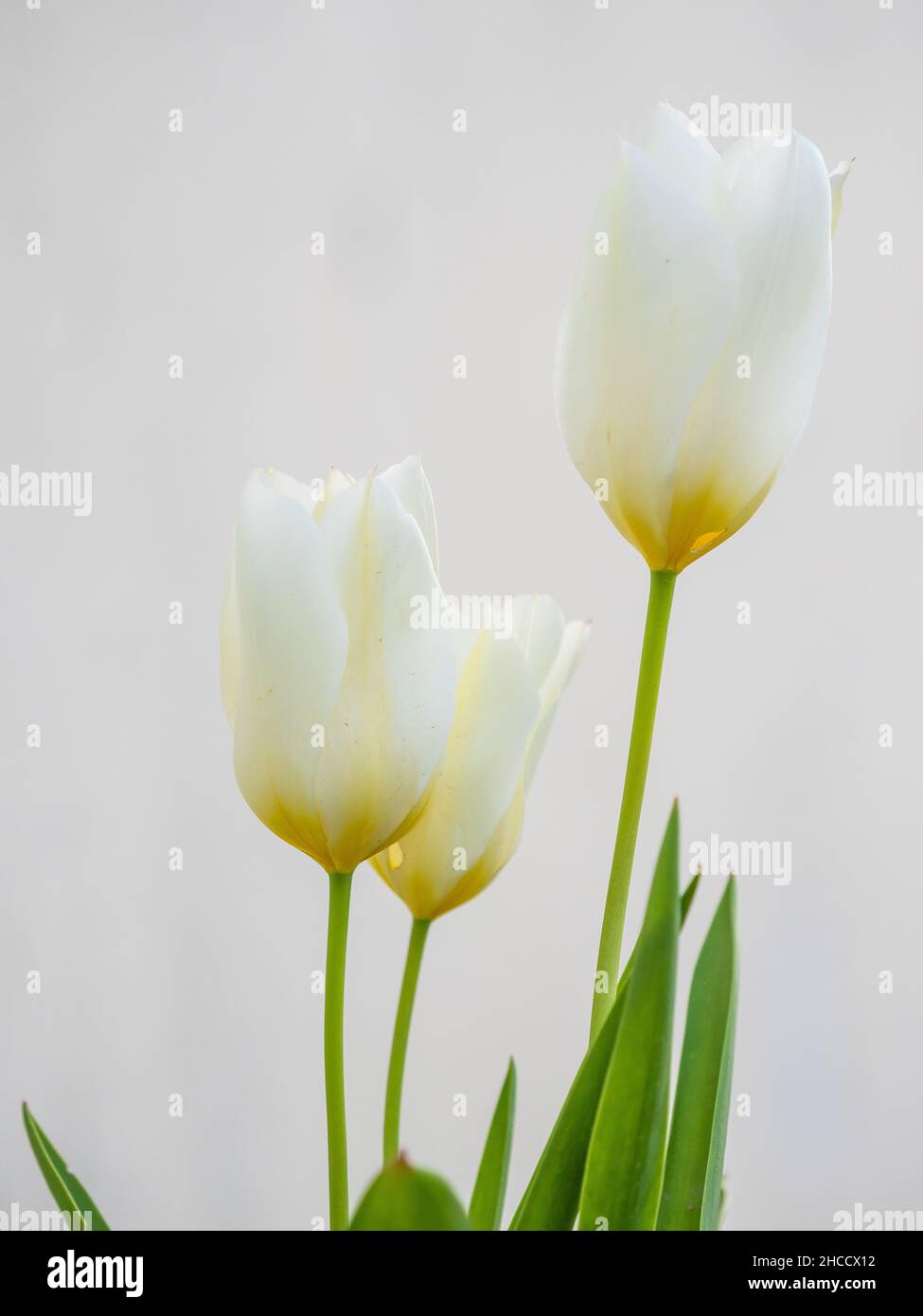 Immagine verticale tre tulipani bianchi e gialli su sfondo bianco Foto Stock