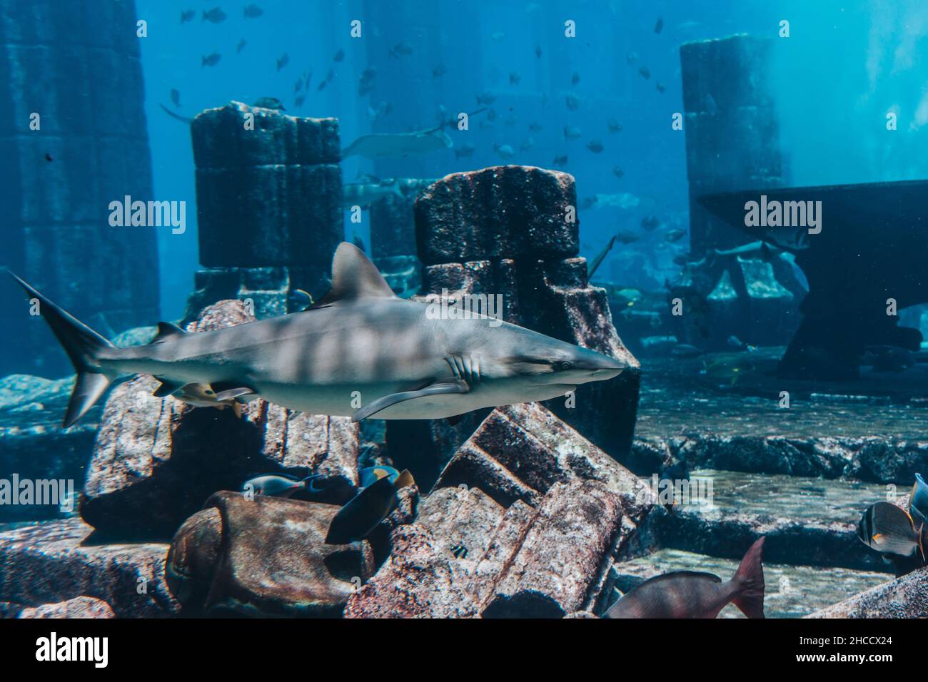 Squalo che nuota tra una scuola di pesce all'acquario, mondo subacqueo. Foto Stock