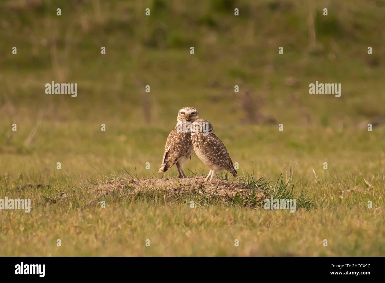 Coppia di gufi Athene cunicularia, strigidae, in piedi nel prato, guardando alla telecamera a Carhué, Buenos Aires, Argentina Foto Stock