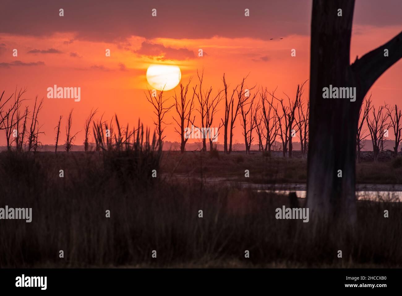 Tramonto perfetto con acqua, uccelli, orizzonte piano e alberi secchi a Carhué, Buenos Aires, Argentina Foto Stock