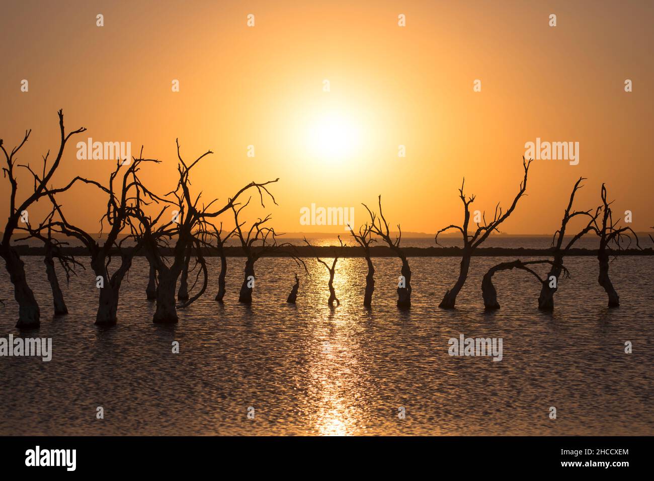 Tramonto perfetto con acqua, uccelli, orizzonte piano e alberi secchi a Carhué, Buenos Aires, Argentina Foto Stock