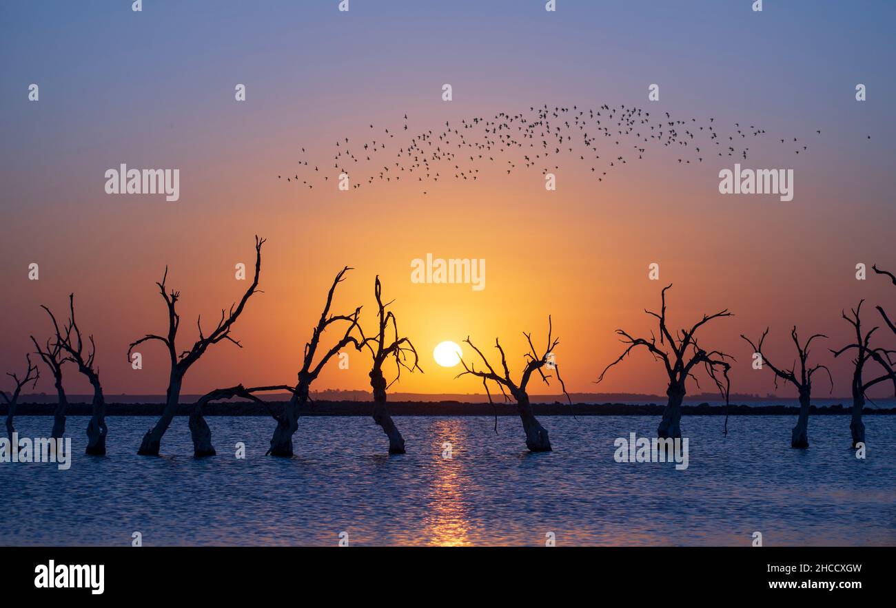 Tramonto perfetto con acqua, uccelli, orizzonte piano e alberi secchi a Carhué, Buenos Aires, Argentina Foto Stock