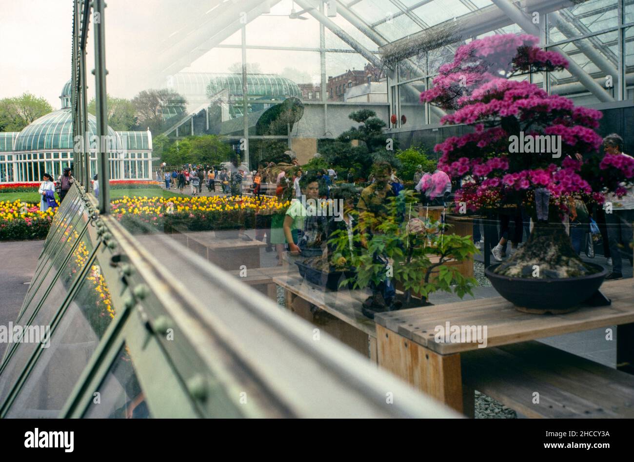 Collezione di alberi Bonsai al Brooklyn Botanic Garden NYC Foto Stock