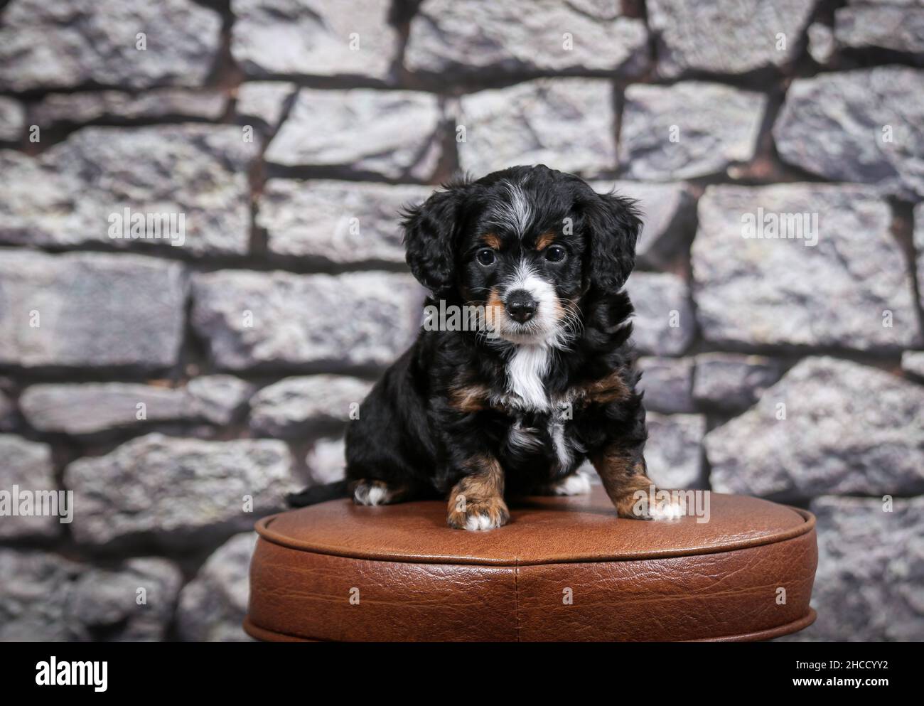 Tri-colorato F1B piccolo cucciolo bernedoodle seduta su sgabello bar di fronte al muro di pietra Foto Stock
