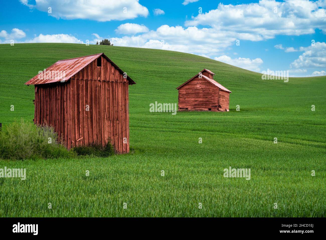 Rustico capannone in legno e colline verdi ondulate Foto Stock