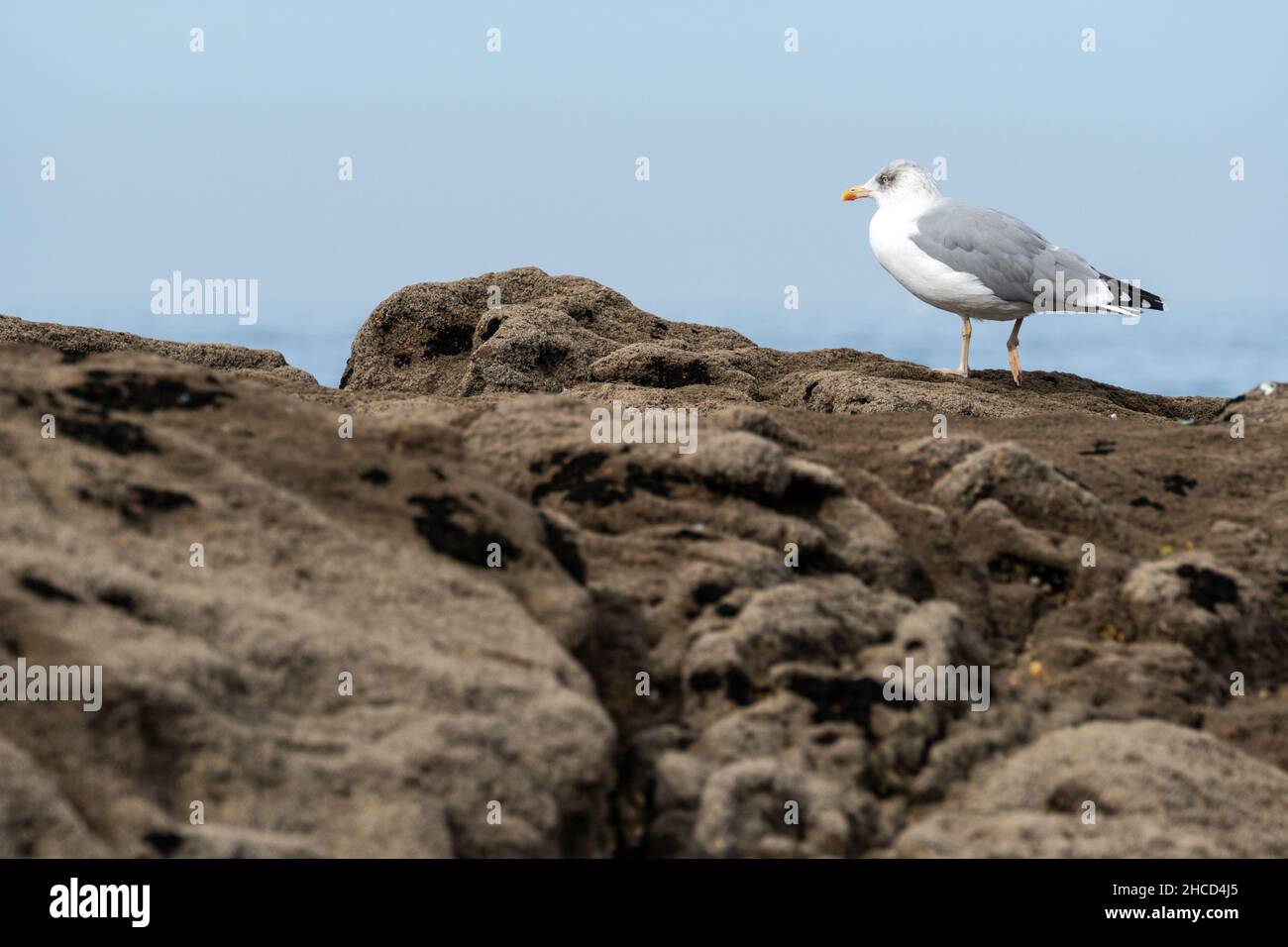 Gabbiano a zampe gialle (Larus michahellis) sulle rocce con l'Oceano Atlantico sullo sfondo Foto Stock