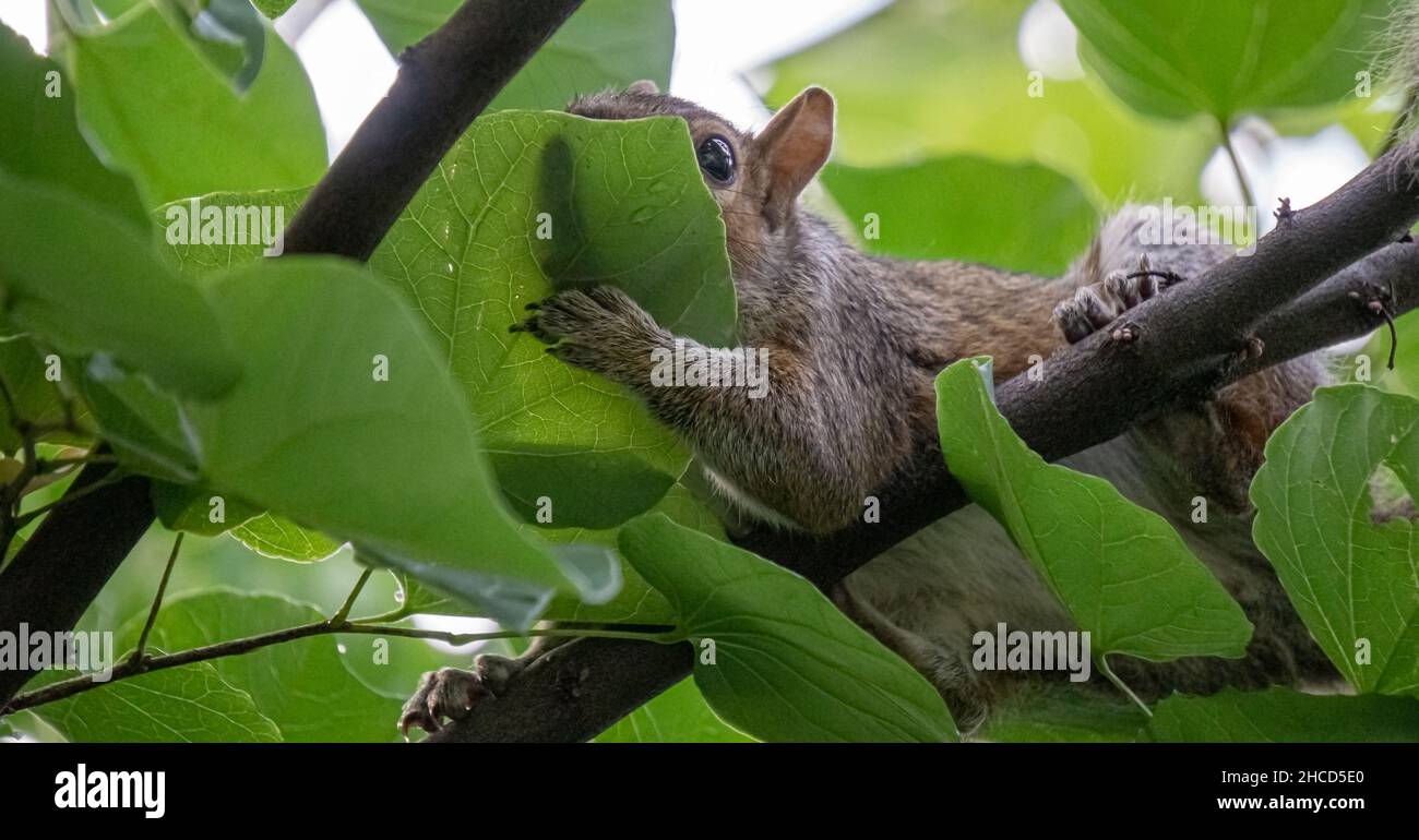 Scoiattolo che beve da una foglia in Central Park New York Foto Stock