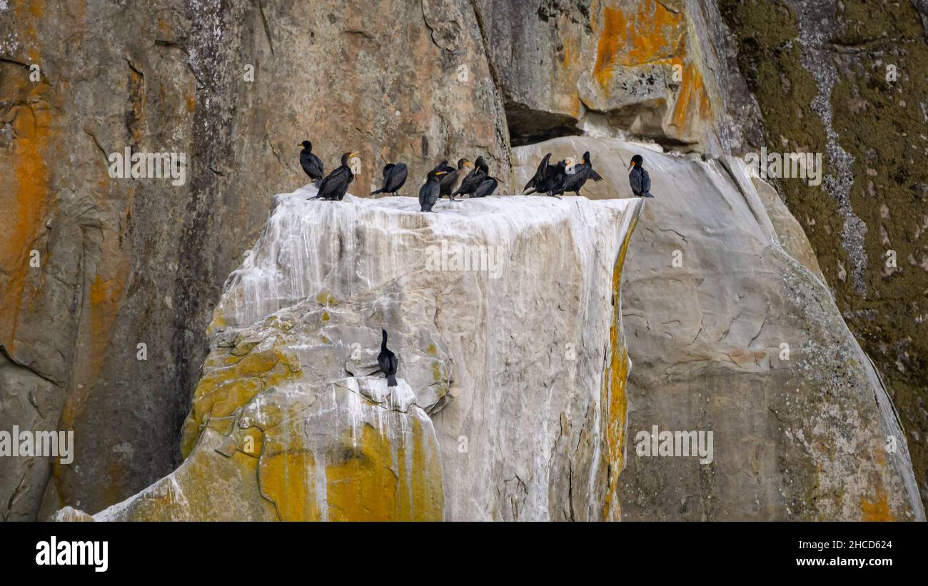 Vancouver Island Bird Hangout Foto Stock