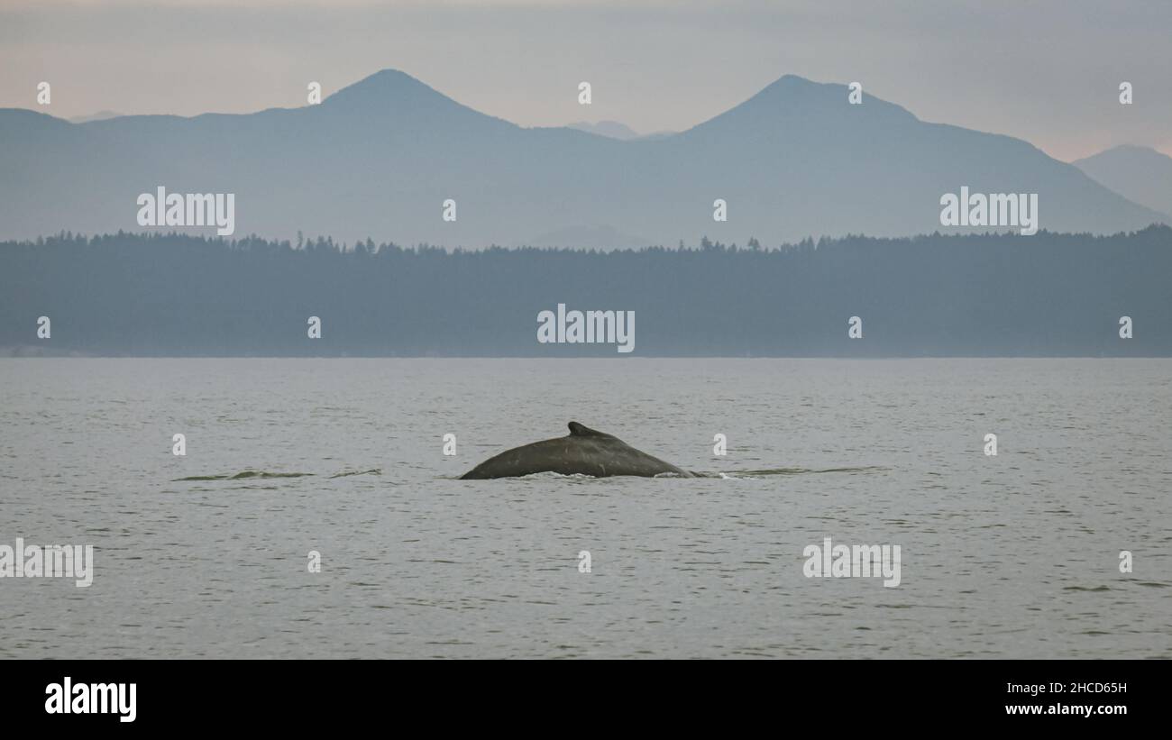 Humpback Whale Hump a Vancouver Island Canada Foto Stock